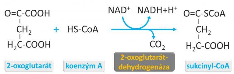 biochemia - citratovy-krebsov-cyklus - 2_sukcynyl