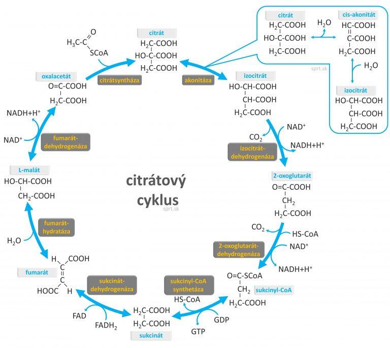 citratovy krebsov cyklus