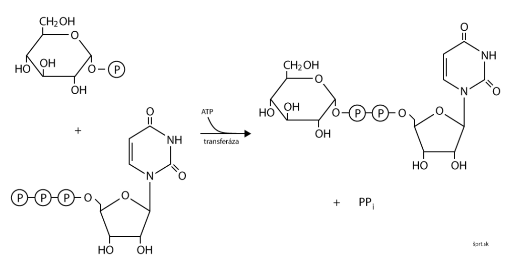 syntéza glykogénu aktivácia glukózy