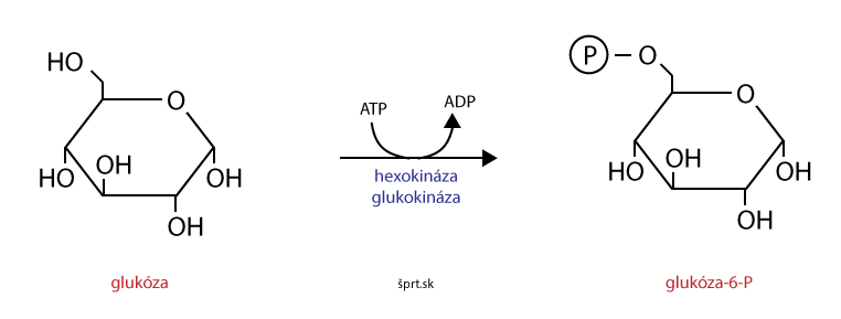 glykolýza hexokináza glukokináza