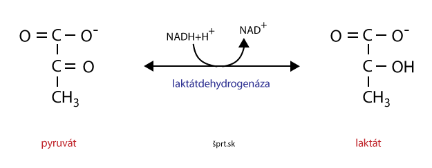 glykolýza laktát dehydrogenáza