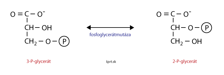 glykolýza mutáza