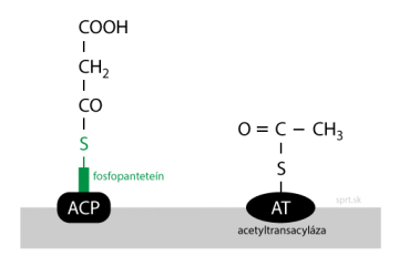 syntéza mastných kyselín