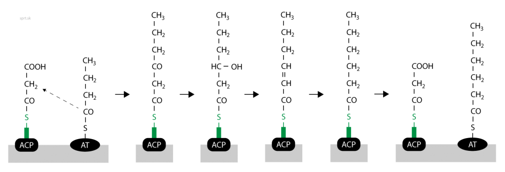 syntéza mastných kyselín
