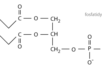 fosfatidylethanolamín